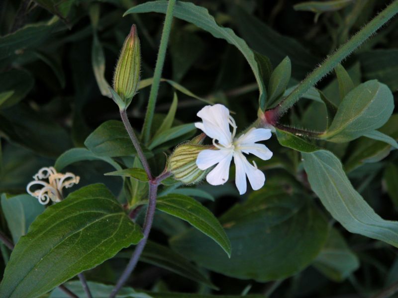 Silene latifolia / Silene bianca